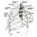 Sistema simpático do tórax e seus microrramos periféricos (com ampliação de 9 vezes).