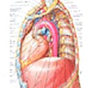 Doenças do Mediastino - Visão do lado esquerdo do mediastino.