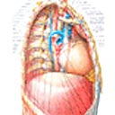 Doenças do Mediastino - Visão do lado direito do mediastino.